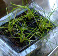 chives 1